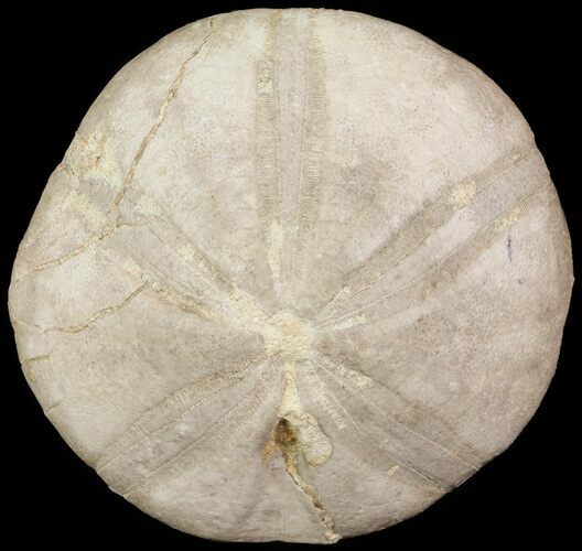 Jurassic Sea Urchin (Clypeus plotti) - England #65849